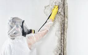 Trusted Glyndon, MN Mold Inspection Experts